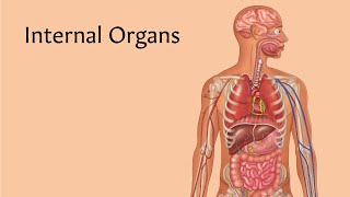 Internal Organs  AnatomyStuff [upl. by Gorlin]