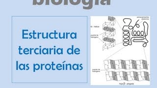 Estructura terciaria de las proteínas [upl. by Anatsirhc596]