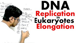 Eukaryotic DNA replication elongation  DNA replication in eukaryotes lecture 2 [upl. by Etteyafal]