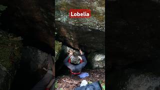 Lobelia V1 FA by the lowballwizard right beside Té Où bouldering valdavidbouldering [upl. by Artenek]