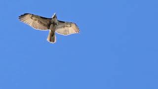 Опасное ⚠️ небо в октябре 🍂 для голубей 🕊Juvenile male redtailed hawk attacks a pigeon in the sky [upl. by Etiuqal]