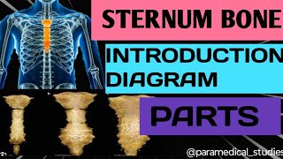 STERNUM BONE INTRODUCTION PARTS DIAGRAM EXPLAIN EASY NOTES anatomysternumosteology [upl. by Anala]