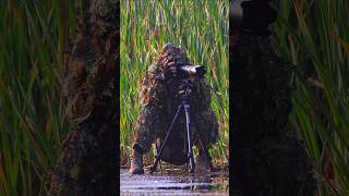 Birds in focus shorts nikonnaturephotography nature [upl. by Henning]