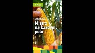 Na polu kukurydzy na ziarno ES Inventive  FAO 240  Odmiana Euralis Nasiona [upl. by Eduam]