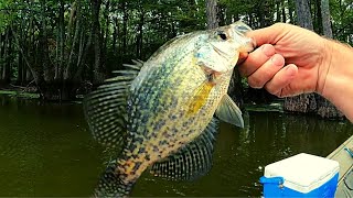 Crappie fishing a live minnow on a Johnson beetle spin [upl. by Monte599]