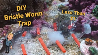 Cheap DIY Bristle Worm Trap for a Saltwater Reef Tank That Actually Works [upl. by Hobbie]