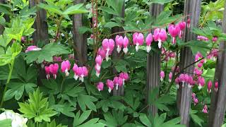 Bleeding Hearts Plant Profile [upl. by Collette]