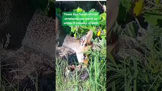 Dikdik calf takes its first steps [upl. by Tat]