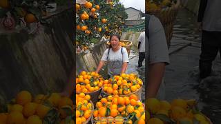 Fresh Beautiful Orange 🍊🍊 Fruit Harvest from Farm with Rural Farmer🤔 shorts satisfying [upl. by Halle785]