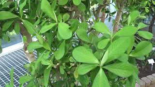 Euphorbia umbellata [upl. by Thackeray667]