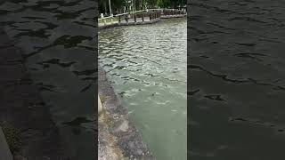 用點波漂釣起火口魚｜大湖公園釣魚 [upl. by Clem]