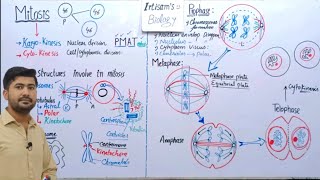 Mitosis  Stages of mitosis  Astral and spindle fiber  Fsc 2nd year Biology [upl. by Sibel]