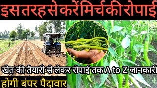 🌶मिर्च के 🌱पौधों की रोपाई करने की वैज्ञानिक विधि एवं खेत की तैयारी  green chilly farming [upl. by So]