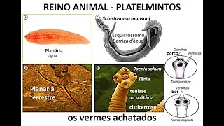 Os Platelmintos vermes achatados [upl. by Idonah]