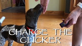 First Step With Your New Puppy  Clicker Training [upl. by Algar]