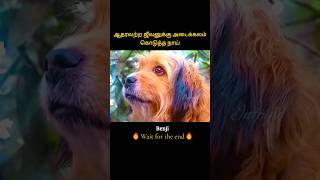 Dogs unconditional love saved a poor life  ஆதரவற்ற ஜீவனுக்கு அடைக்கலம் கொடுத்த நாய்  Infogle [upl. by Adriana]