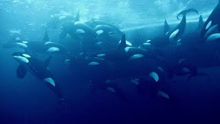 Diving with 50 Orcas in Norway [upl. by Barnabas778]