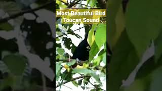 Toucan Bird Sound Shorts youtubeshorts birdsounds shortsfeed [upl. by Notsew]