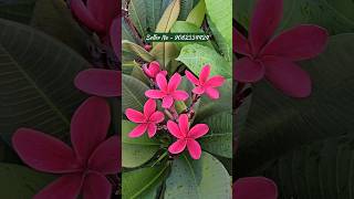 plumeria flower online sell  beautiful blooming variety plant  plumeria flower colours [upl. by Aiket]