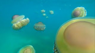 Halkidiki Greece Hotel Kaliali amp jellyfish relax [upl. by Paterson158]