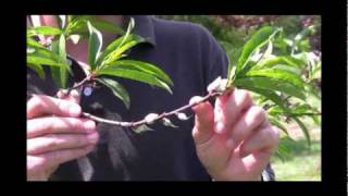 Benefits of Fruit Thinning For Peaches Part 1 [upl. by Balfour942]