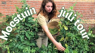 Moestuin tour juli  Oogsten en bewaren  Moestuin in een rijtjeshuis [upl. by Felicie79]