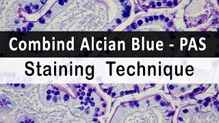 Combind Alcian blue PAS Staining Technique [upl. by Grier851]