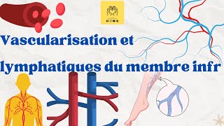 🫀Revision sur langiologie  vascularisation du membre inférieur artères  veines  lymphatiques 📌 [upl. by Aihsyak]