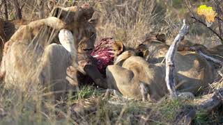 Lion cubs realising only the strongest will survive [upl. by Ellerud]