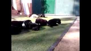 Cachorros labrador retriever Aprendiendo a comer 260114 [upl. by Aiem]