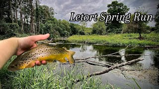 Summer Fly Fishing on LeTort Spring Run for WILD BROWN TROUT [upl. by Rehpotsirahc]