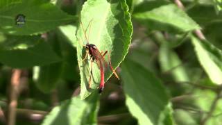 ICHNEUMON Sp  Ichneumonidae  En Limousin  BRUITX [upl. by Adirf]