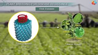 Plant Breeding for Disease Resistance [upl. by Samid]