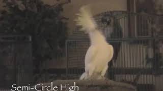 A Compilation of the 14 Cockatoo Dance Moves [upl. by Chem]