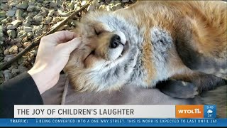 This adorable laughing fox is sure to get you smiling  Your Day [upl. by Eila443]