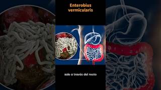 Así es Enterobius vermicularis OXIURO laboratorioclinico parasitos ciencia [upl. by Oam]