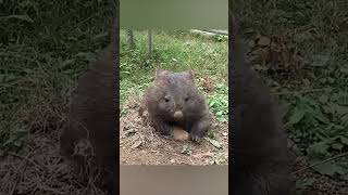 Strange Superpower of Wombats and a New Trend Among Chimpanzees [upl. by Eselahs]