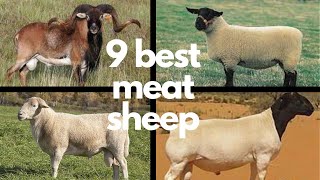 The 9 Best Sheep Breeds for Meat [upl. by Conway]