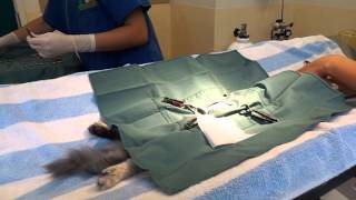 Female Cat Desexing Surgery  Part 1 [upl. by Eiddam]