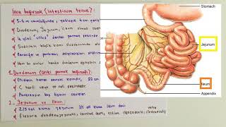 ANATOMİ24KONUSindirim Sistemi 2 [upl. by Ffej995]