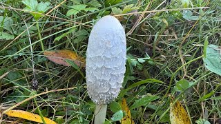 Coprinus comatus October 3 2024 [upl. by Eselahs107]