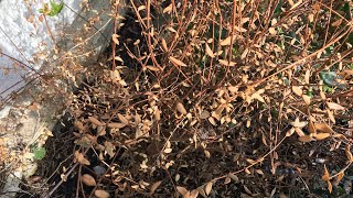 My largest Chilean guava the variegated Flambeau looks completely dead so it’s time to cut it back [upl. by Yoshi]