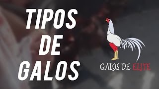 OS MELHORES GALOS COMBATENTES DO MUNDO [upl. by Kaufmann]