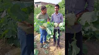 फूलगोभी की अगेती देसी किस्म की सफल खेती  Best Indian cauliflower seeds [upl. by Tilda46]