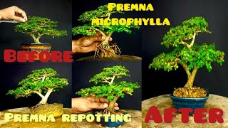 Pruning and repotting Premna Microphylla bonsai Making a Premna Microphylla Bonsai Mame or Mini [upl. by Ahseiuqal432]