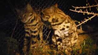 In the Spotlight Blackfooted Cats [upl. by Kovacev]