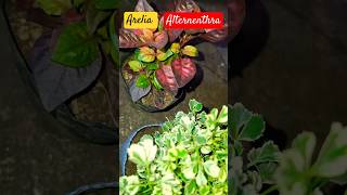 Beautiful Rare Arelia amp Alternenthra garden plants trending viralshorts ytshorts shorts [upl. by Tatia]