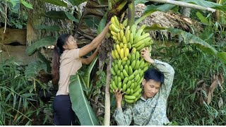 Mr Nghiem picked bananas and brought them to the market to sell  I repaired the duck coop [upl. by Millicent]