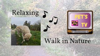 Nature Time Relaxing music amp dogs in nature in autumn on the canal in Navan life breath revive [upl. by Trembly423]