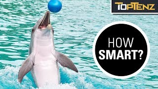 10 Mind Blowing Facts About Dolphin Intelligence [upl. by Kcirnek]